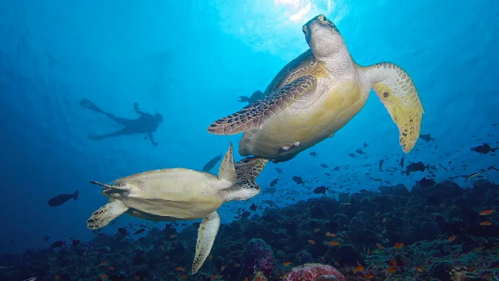 Hurawalhi Island Resort馬爾地夫芙拉瓦麗度假村ScubaDiving深潛