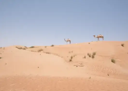 沃西拜沙漠