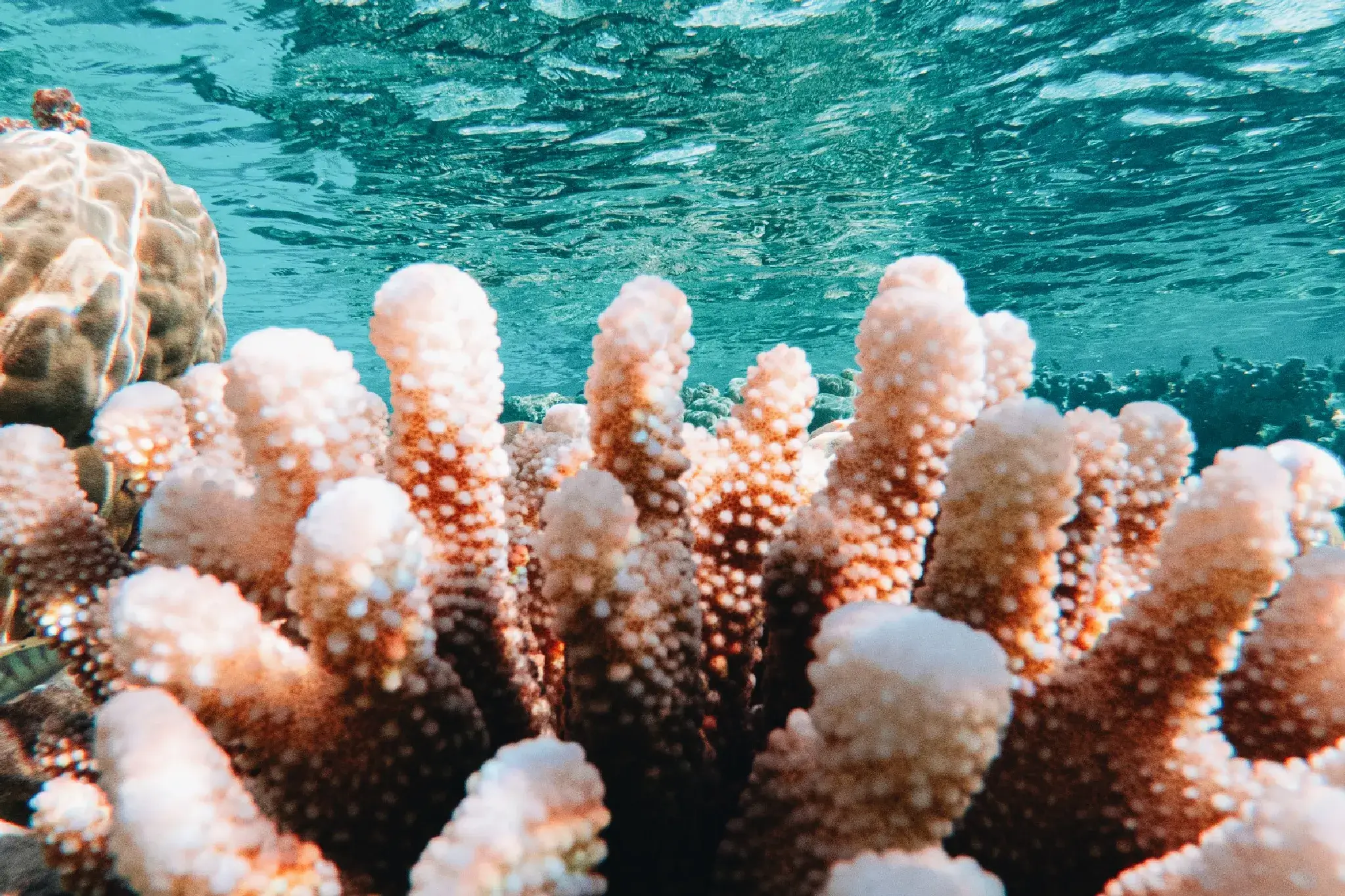 Tetiaroa-thebrando4