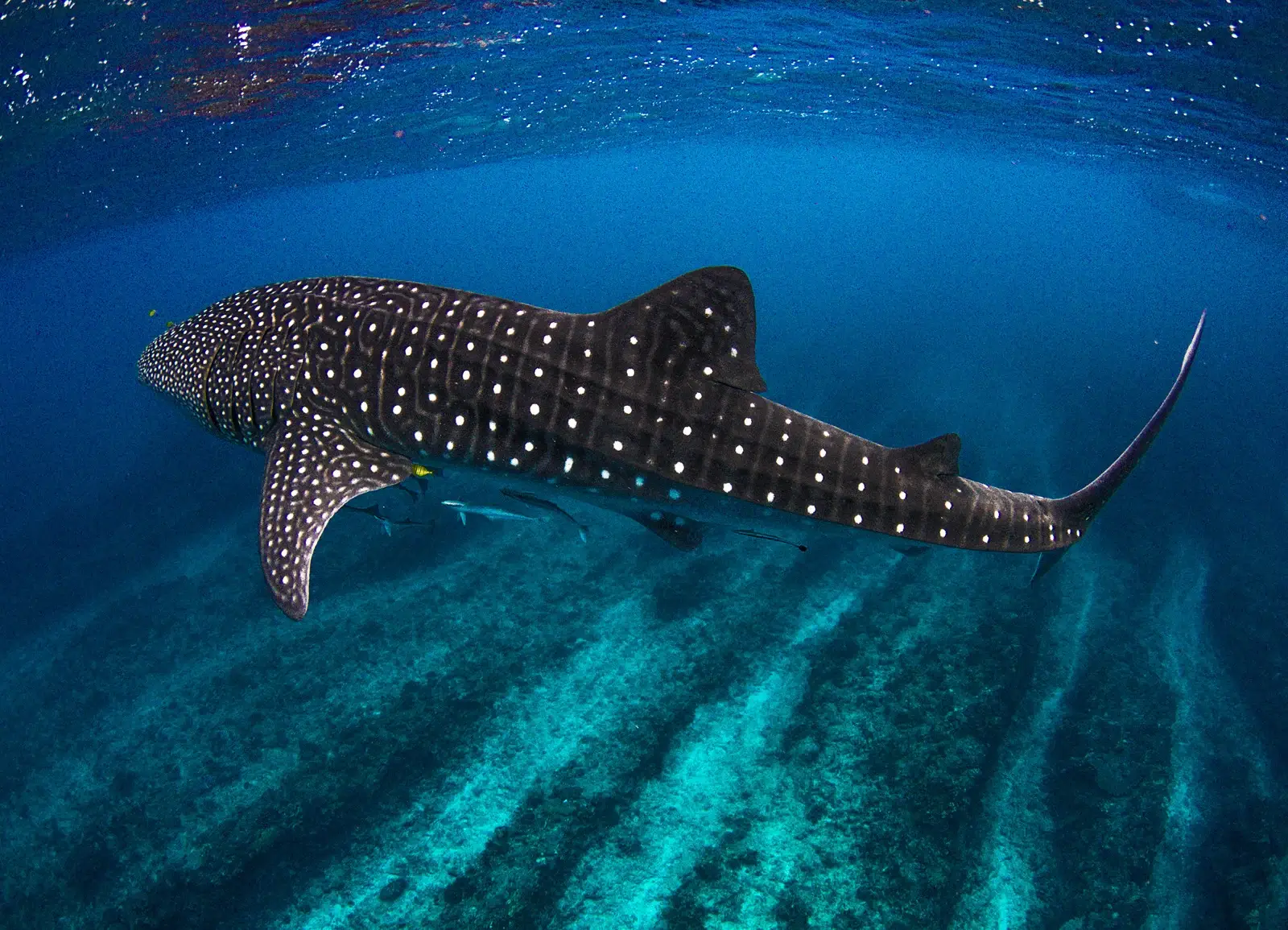 鯨鯊 Rhincodon typus